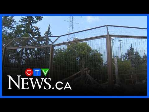 Escaped grizzly bear climbed from his enclosure: zoo