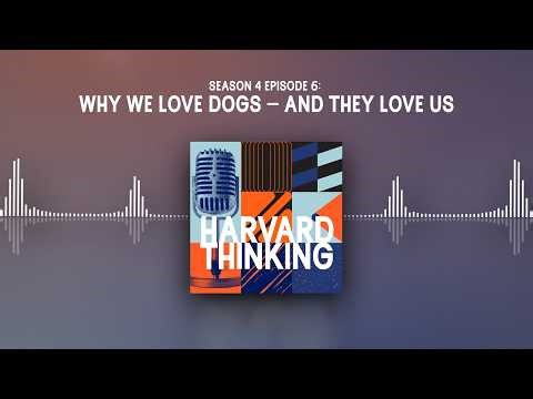 Harvard Thinking: Why we love dogs – and they love us