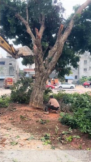 A safe tree felling method using an excavator with directional control.