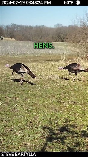 Bonus tips for all you turkey hunters! #TurkeySeason #GEB