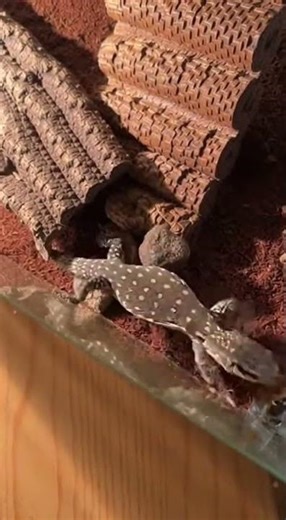 Cockroach vs Lizard – Who Will Survive? 😱 #PredatorVsPrey #Nature #Trending #predatorshowdown