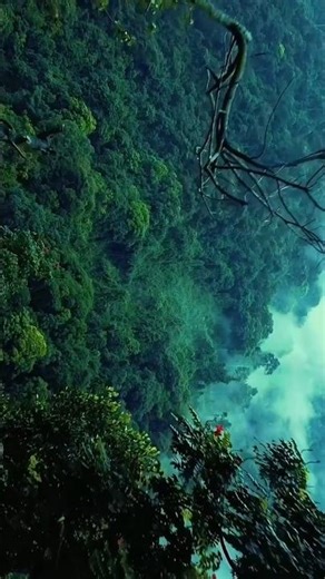 Congo jungle//Congo rainforest 😨😨 ??