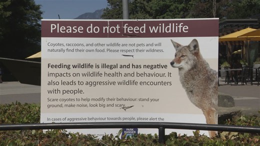 Understanding Stanley Park's coyote attacks