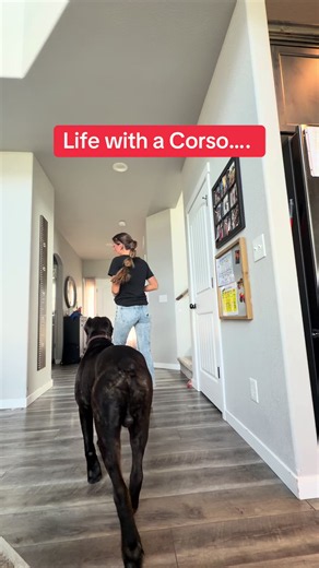 Like your personal space, well so does your Corso #canecorso #dogmom #dogsoftiktok #canecorsoitaliano