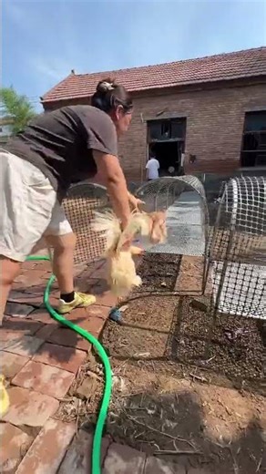 Foldable Chicken Cage Run – A Must-Have for Small Farm & Poultry Raising | Smart Poultry Farming