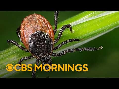 Tick bites have soared this year. Here's why, and how to protect yourself