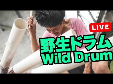 Wild Drum Live in Tokyo Japan 2026.8.18 #shorts