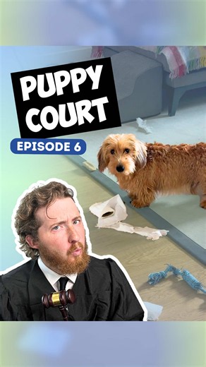 Dog Sniffing: Watch Old Dogs Be Innocent Again | WeRateDogs