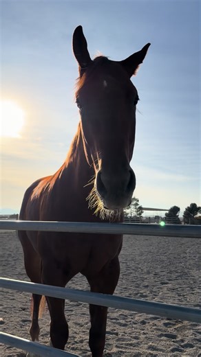Life with Horses: The Joys of Barn Living