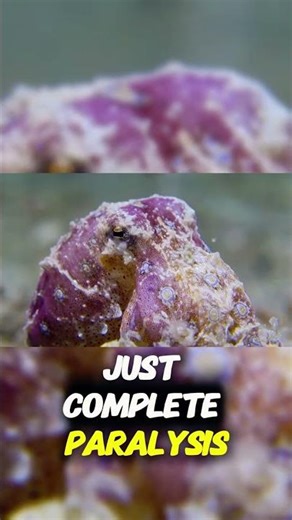 Don’t Touch This Octopus… Ever