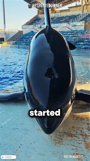 The Smartest Whale’s Priceless Reaction Will Melt Your Heart 🐋💙