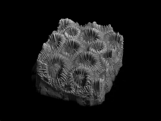 Study Reveals Hidden Damage in Stony Corals Using 3D Imaging and AI | Newswise