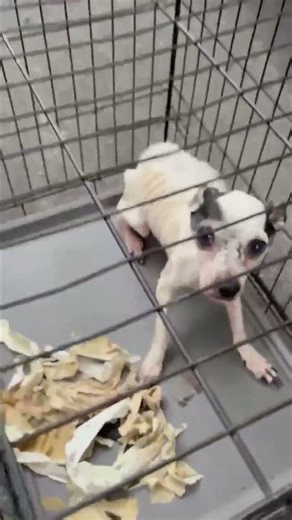 We Took In 21 Skeletal Hoarding Victims Found Caged Next To Their Deceased Companions [STORY BELOW]