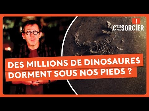 Des millions de dinosaures dorment sous nos pieds ? - C'est pas sorcier