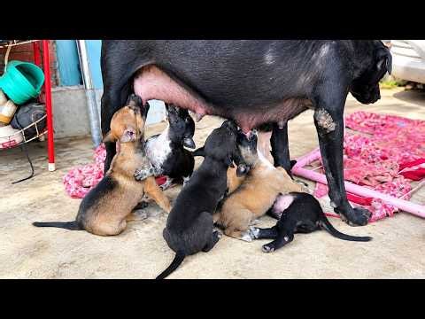 Oh my Adorable puppy🐶🐶How can you drink mom's milk, If she keep standing??❤️❤️#puppy #cutedog #dog