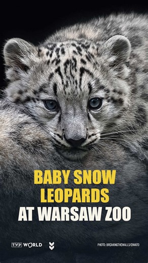 Warsaw Zoo's New Snow Leopard Cubs: Shisha, Saathi & Shapur