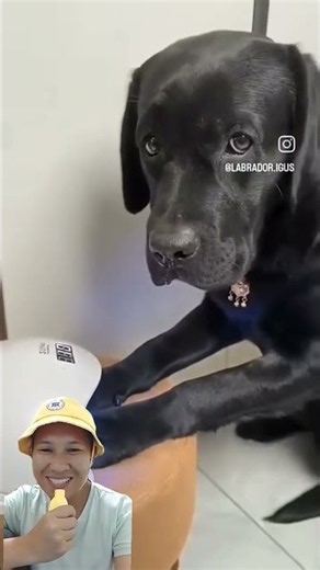 Doggie getting a makeover #funny #doggie #dog #shorts