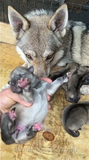 These Adorable Wolf Pups Are Growing Up So Fast! 🐺❤️ #wolf #wolfpups #wolfdog #shorts