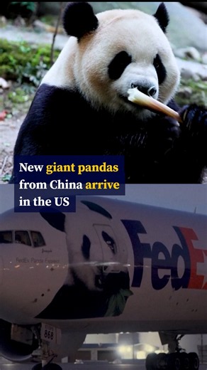 New giant pandas from China arrive in the US