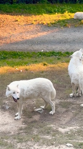 White wolves howling in broad daylight! A spine-chilling call of the wild. 🐺❄️ #animals #wolf