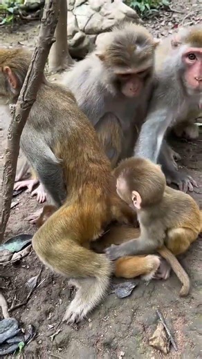 STOP BULLYING THE BABY 😤🐒💀 | Size Matters