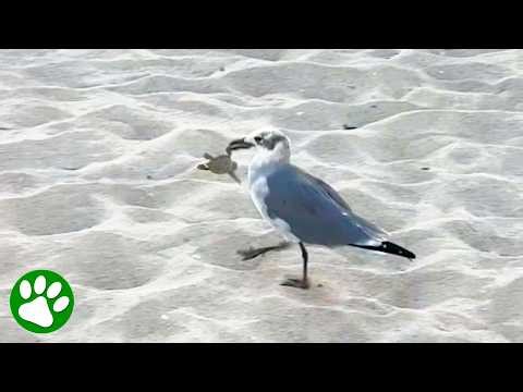 Florida Woman Rescues a Baby Sea Turtle From a Seagull