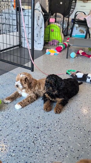 Do you want to play with a male fantom Labradoodle puppy.