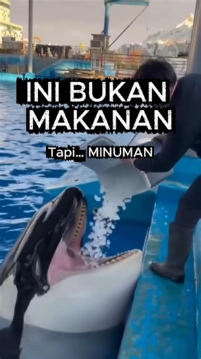 Kenapa Paus Diberi Es Batu? Ternyata Ini Bukan Camilan…
