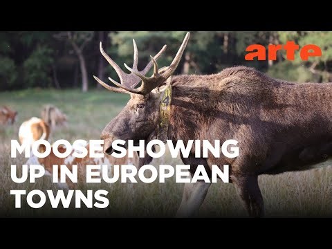 The Return of the Moose | ARTE.tv Documentary