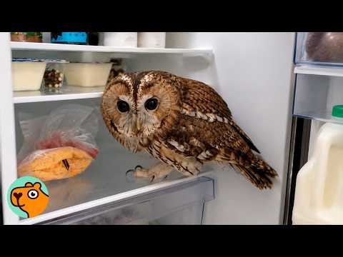 Lady Saves Orphaned Baby Owl. Now She Runs Her House | Cuddle Buddies