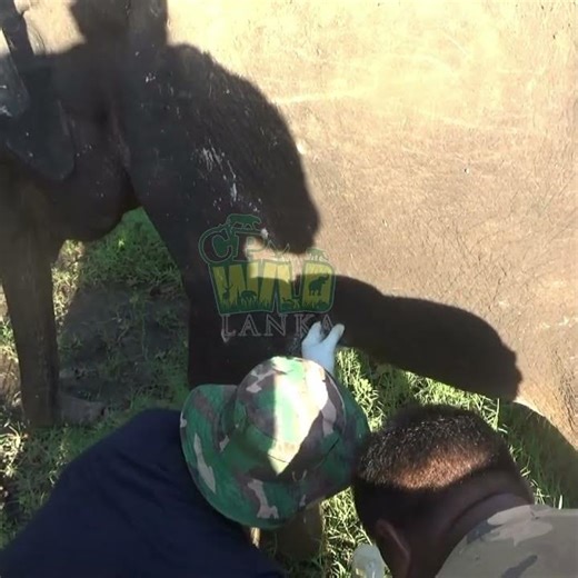 Treating an Elephant’s Stomach Wound 🐘