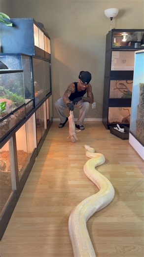 I Can’t Believe My Burmese Python EATS Piglets This Big! 🤯🐍
