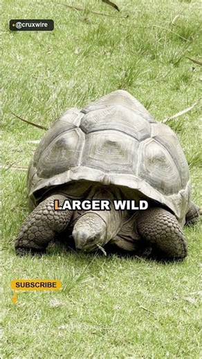 180,000 giant tortoises counted on one Seychelles island