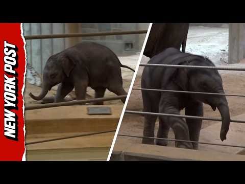 Baby Elephant Debuts at Smithsonian National Zoo