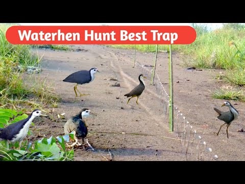Waterhen Hunt Best Trap ||How To Hunt Bird To Catch Many Wild Birds || Bird Trap ||