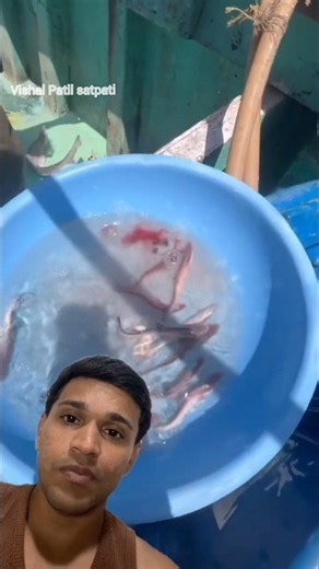 Multiple baby sharks were born!
