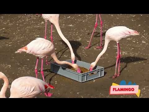 Amazing Animal Sounds: Rhinoceros, Blue Jay, Vulture, Squirrel - Animal Videos - Wildlife Soundscape