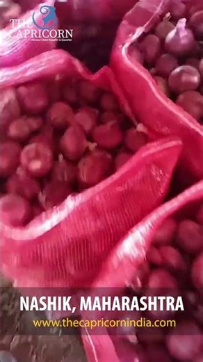 How We Prepare Fresh Indian Onions for Global Export