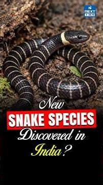 New Snake Species Discovered in Meghalaya | Calamaria garoensis Explained | NEXT IAS