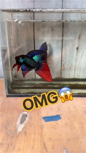 the mysterious beauty of wild betta #bettafishtank #wildbetta