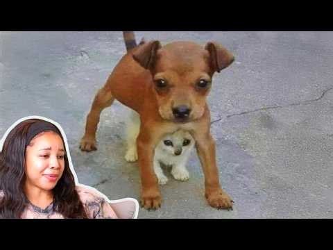 When Cats and Dogs Protect Each Other (Compilation) | Reaction