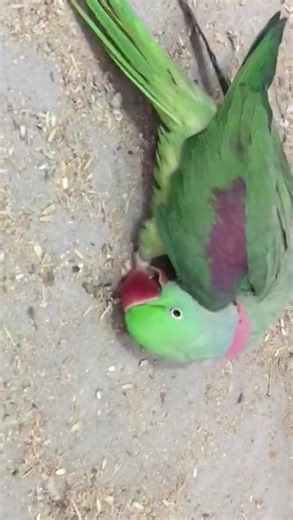 Parrot Torticolis, Neck Twist, Epilepsy in Alexandrine Parrot. Pahari toty ka lakwa