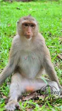 Rainbow Rainbow | Monkey Life Daily #monkey #babymonkey #cute