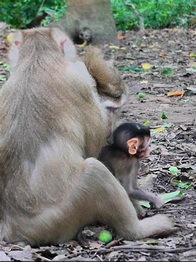 so adorable Loren and Marcel baby monkey ! wildlife ! #monkey #Monkey #MOnkey #abandoned #babymonkey
