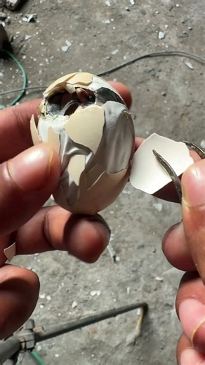 Open an egg to save stuck baby chick