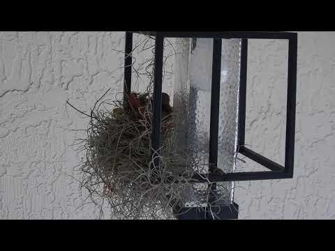 Live Cardinal Nest Cam 🐦🥚🥚🥚