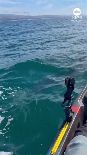 Kayaker has incredibly close encounter with great white shark