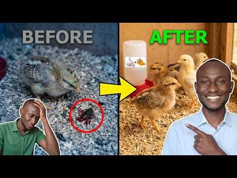 I Cured Coccidiosis WITHOUT Drugs (Vets Were Speechless)