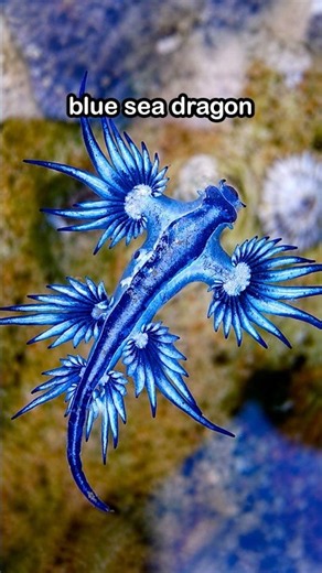 Blue Sea Dragon