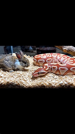 Albino ball python captures live baby rabbit in USA professional glass feeder Warning: [Warning: Live Feeding Video] This content shows animals feeding naturally as part of nature. No harm, no encouragement of violence. Educational wildlife content. #ballpythonfeeding #albino ballpython #pythonstrike #snakefeedingvideo #livefeedingpython #reptilefeeding #exoticpetfeeding #pythonpredator | Frog Feeding